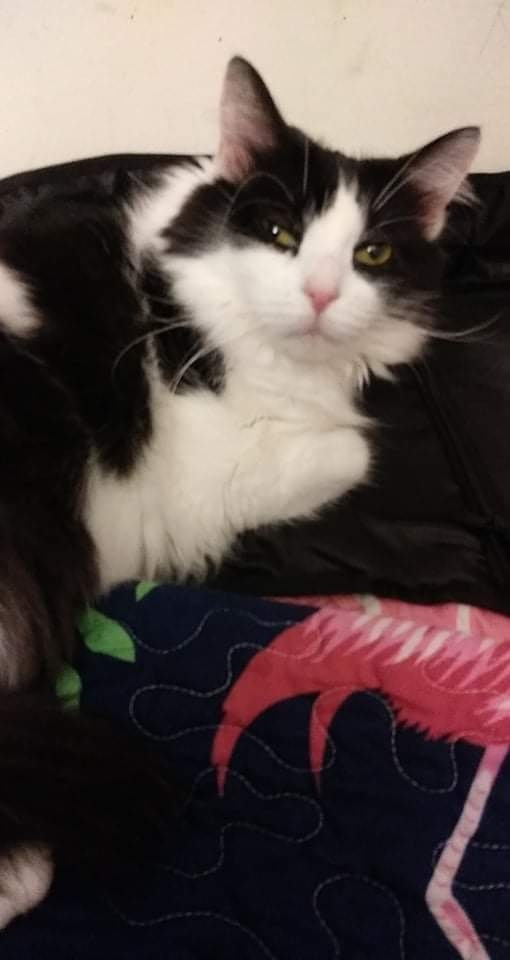 Lila