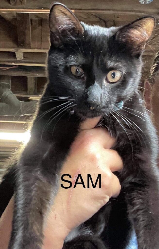Sam Sam 655x1024
