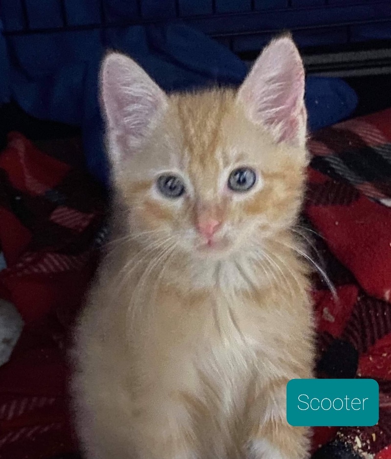 Scooter Scooter