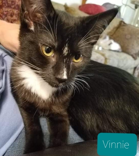 Vinnie