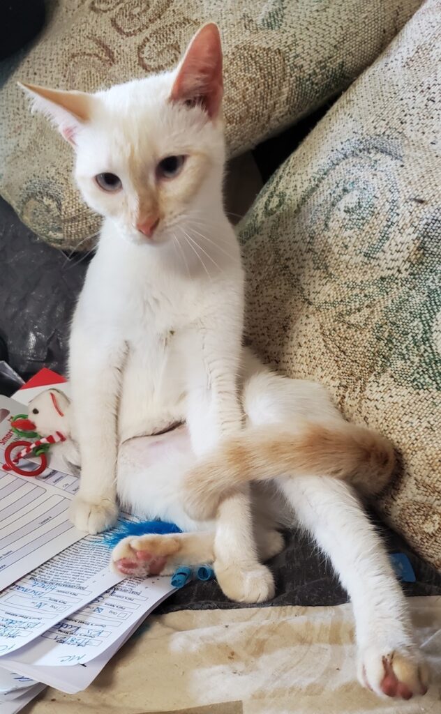 Mia Mia 632x1024