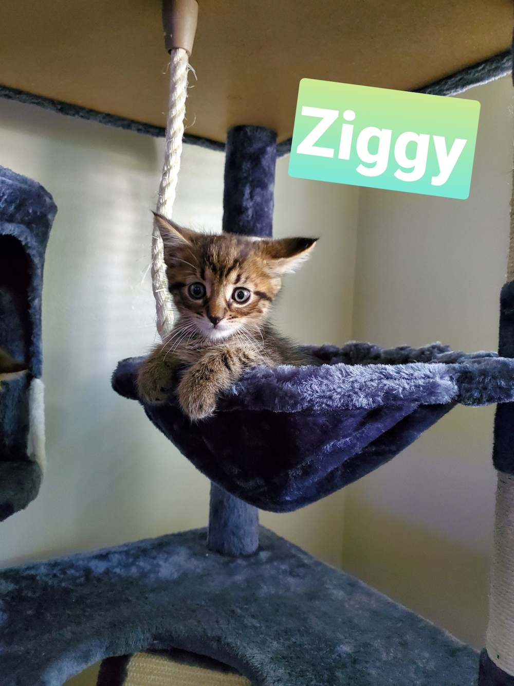 Ziggy