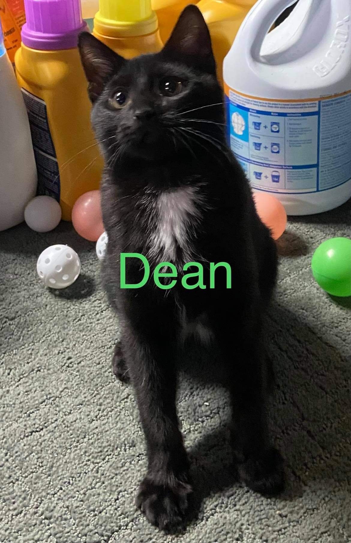 Dean