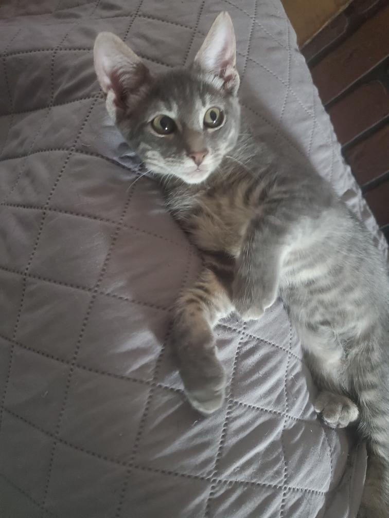 Greyson