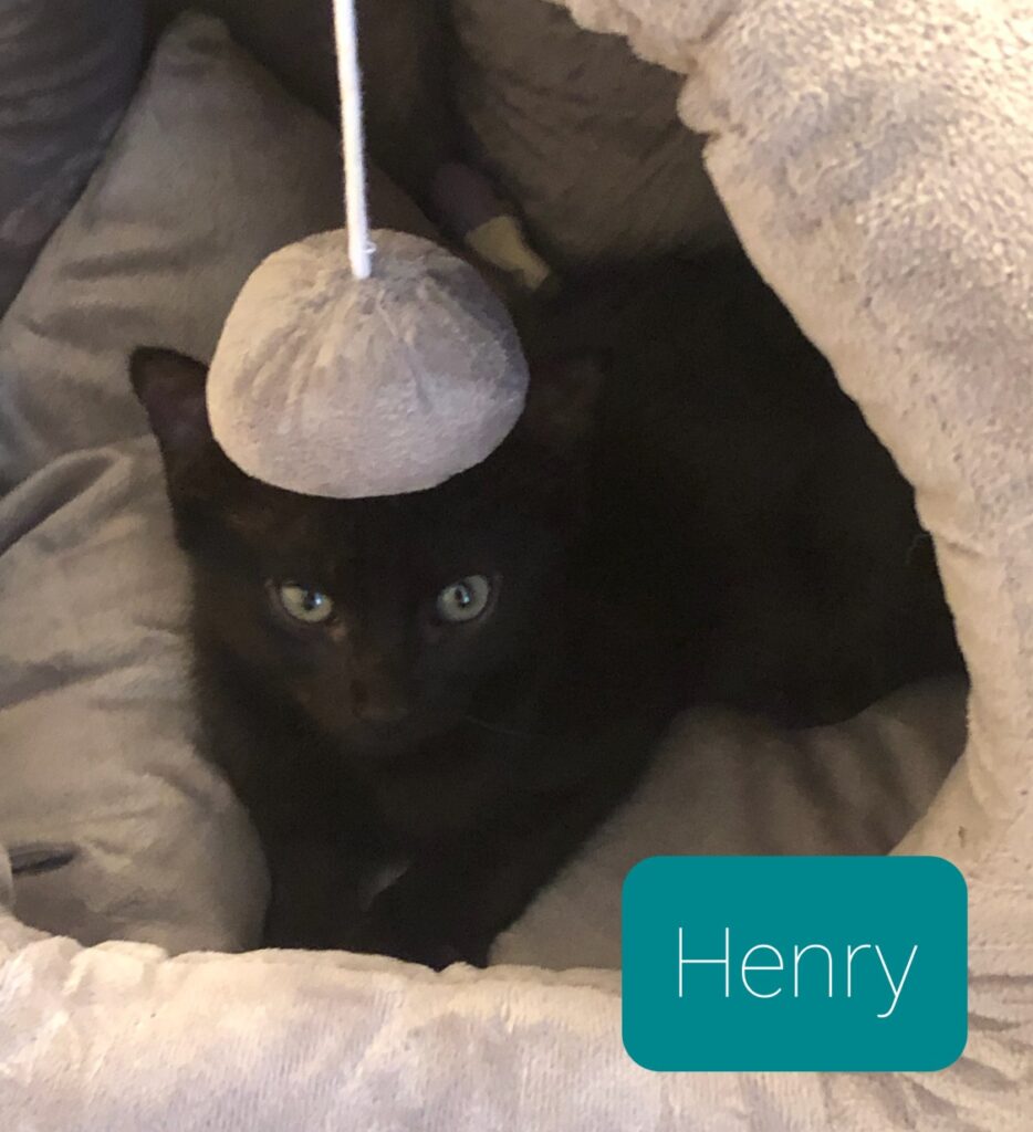 Henry Henry 934x1024