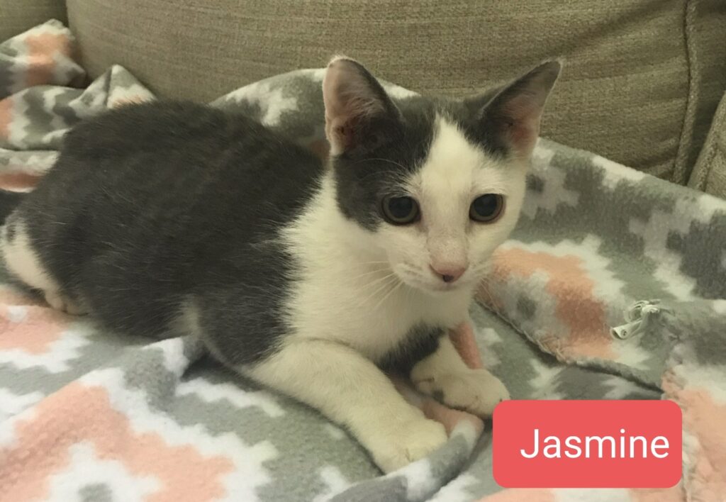 Jasmine 1024x708