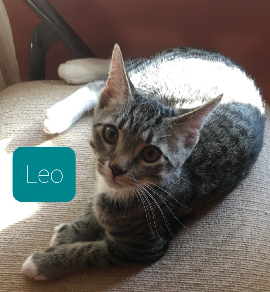 Leo Leo 946x1024