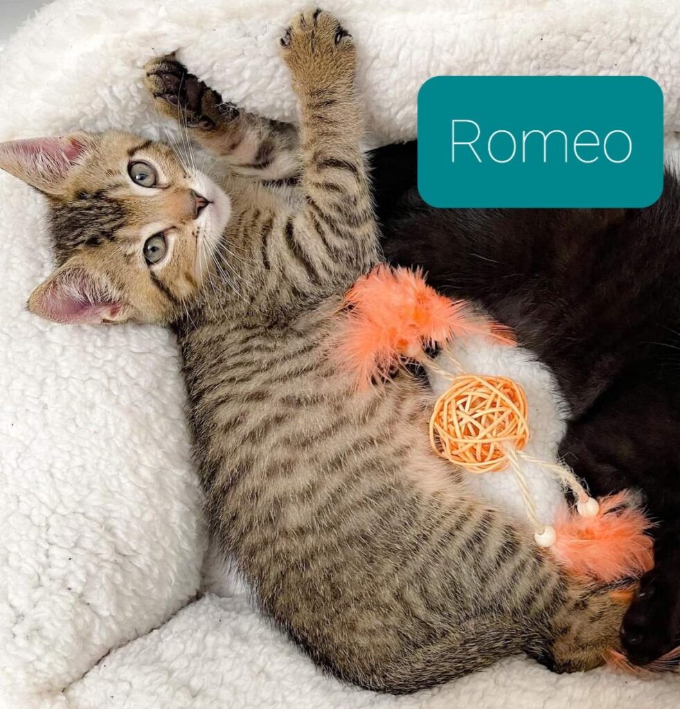 Romeo 982x1024