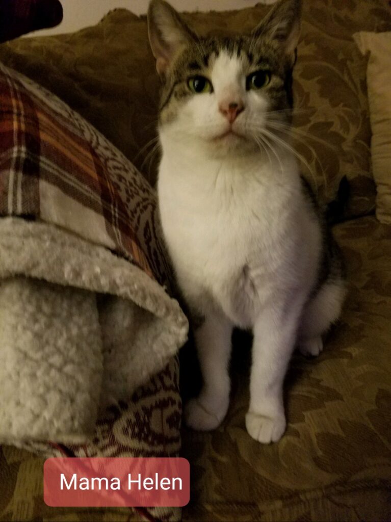 Mama Helen - 2 year old female cat available for adoption
