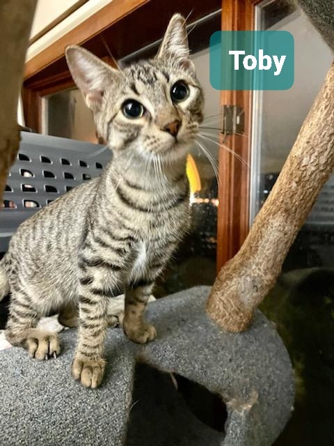 Toby