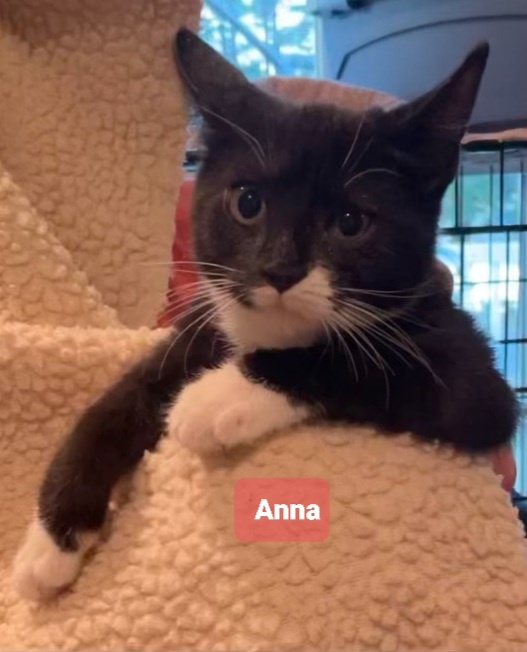 Anna