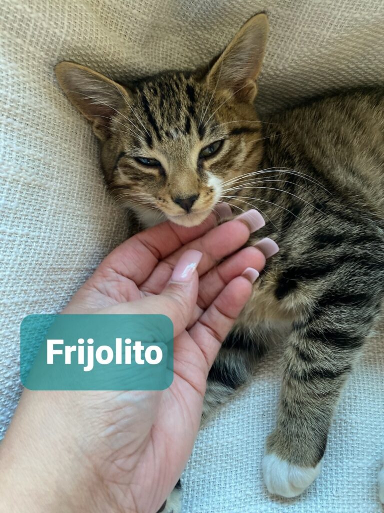 Frijolito Frijolito 768x1024