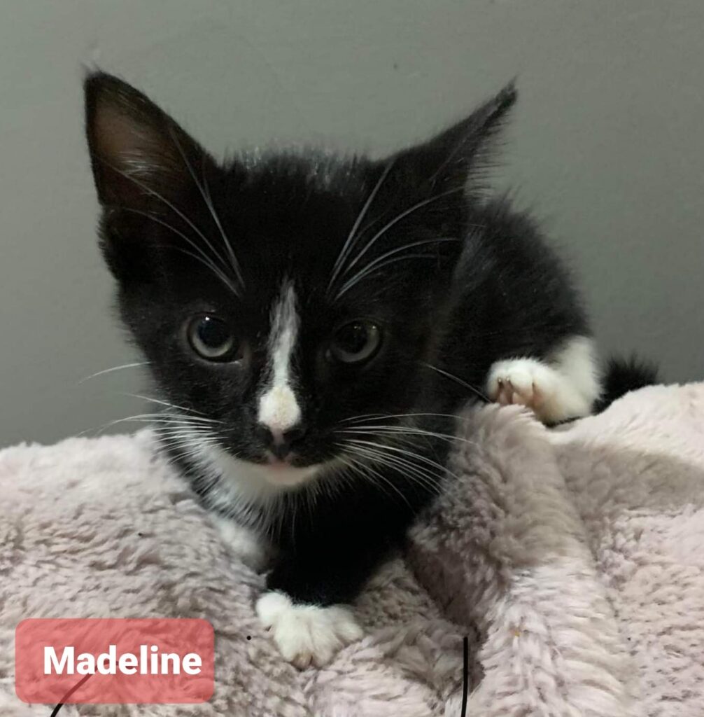 Madeline Madeline - female kitten available for adoption