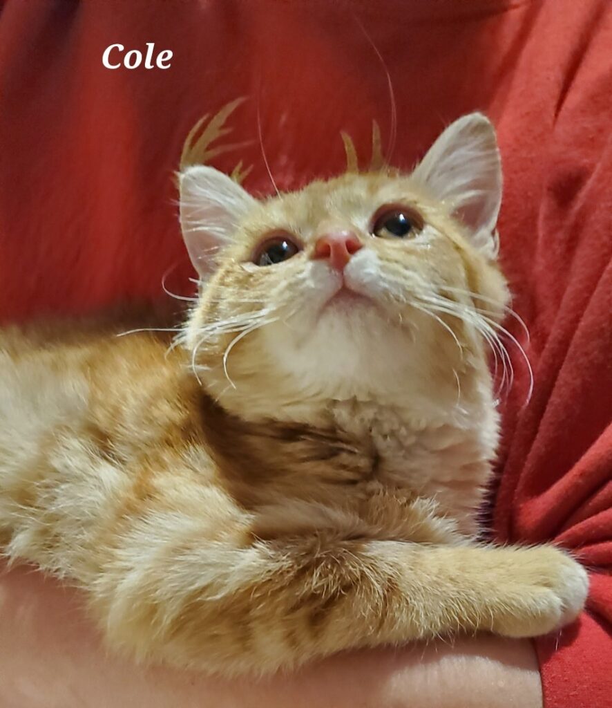 Cole Cole 886x1024