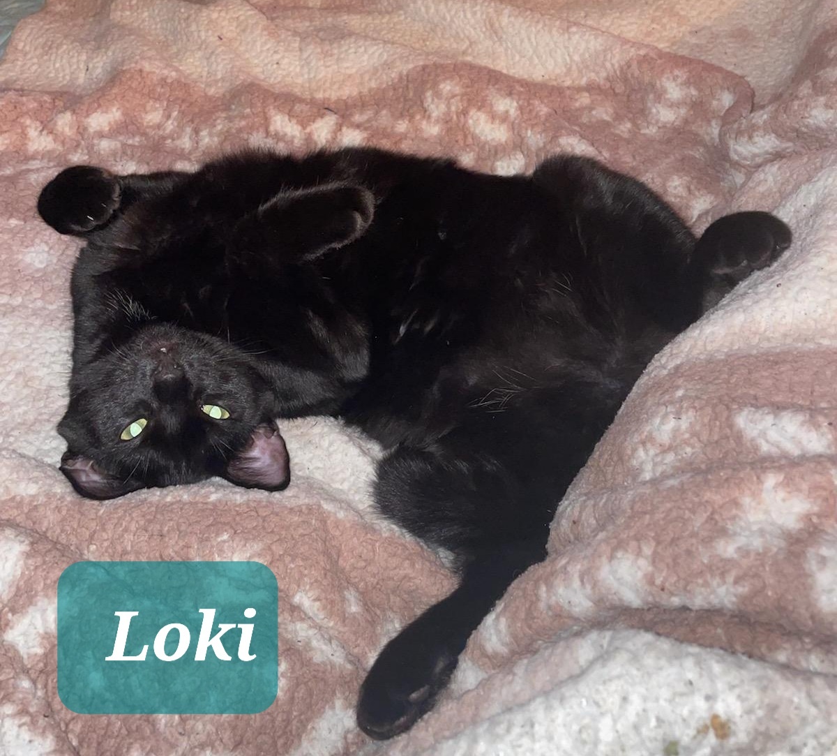 Loki