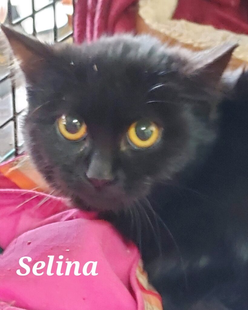 Selina Selina 819x1024