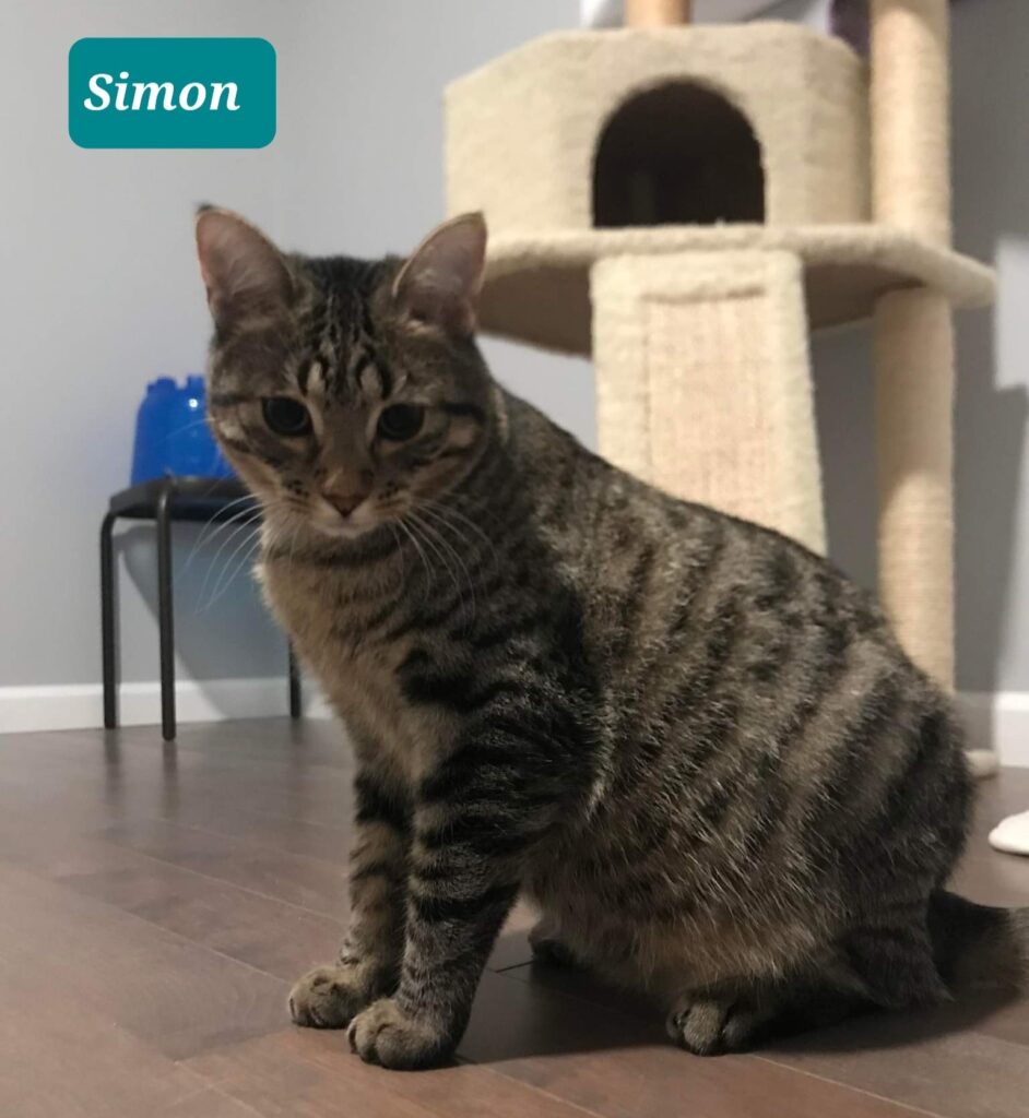 Simon Simon - 9 month old male kitten available for adoption