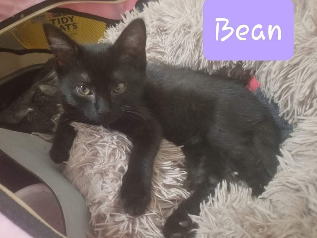 Bean
