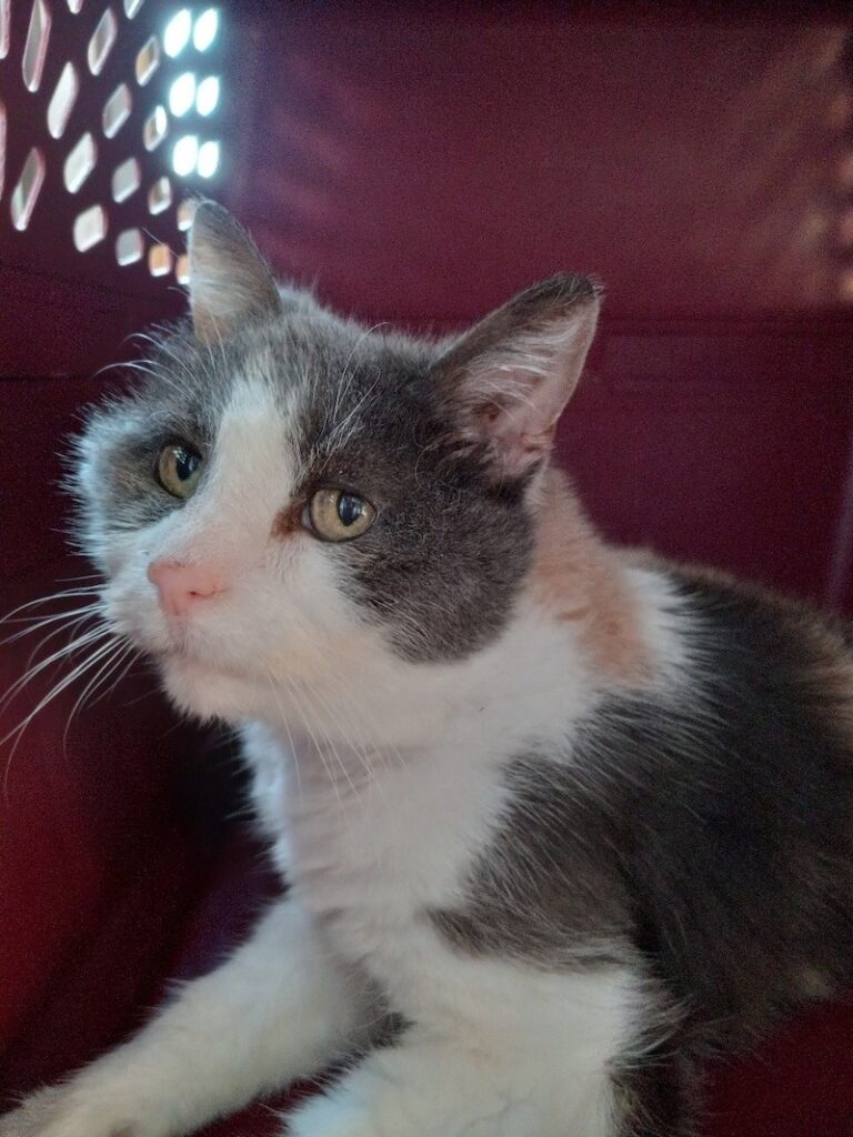 Lily - female senior cat available for adoption