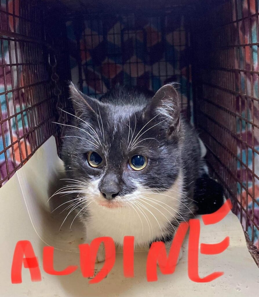 Aldine Aldine - 4 month old female kitten available for adoption