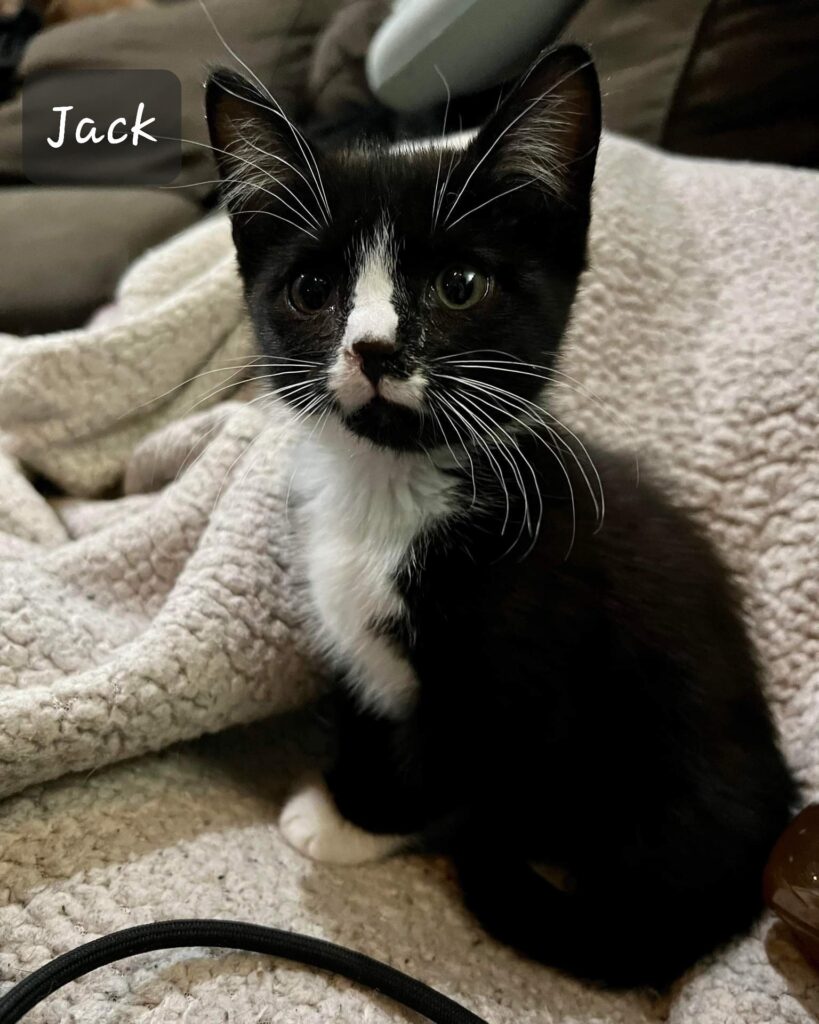 Jack 819x1024