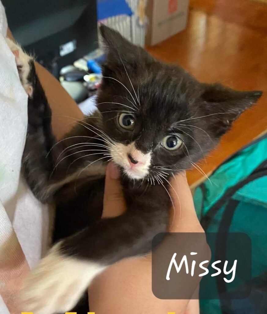 Missy Missy 873x1024