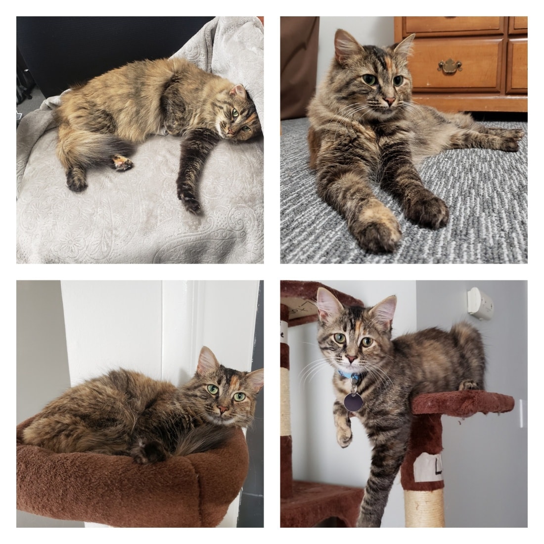 Peanut