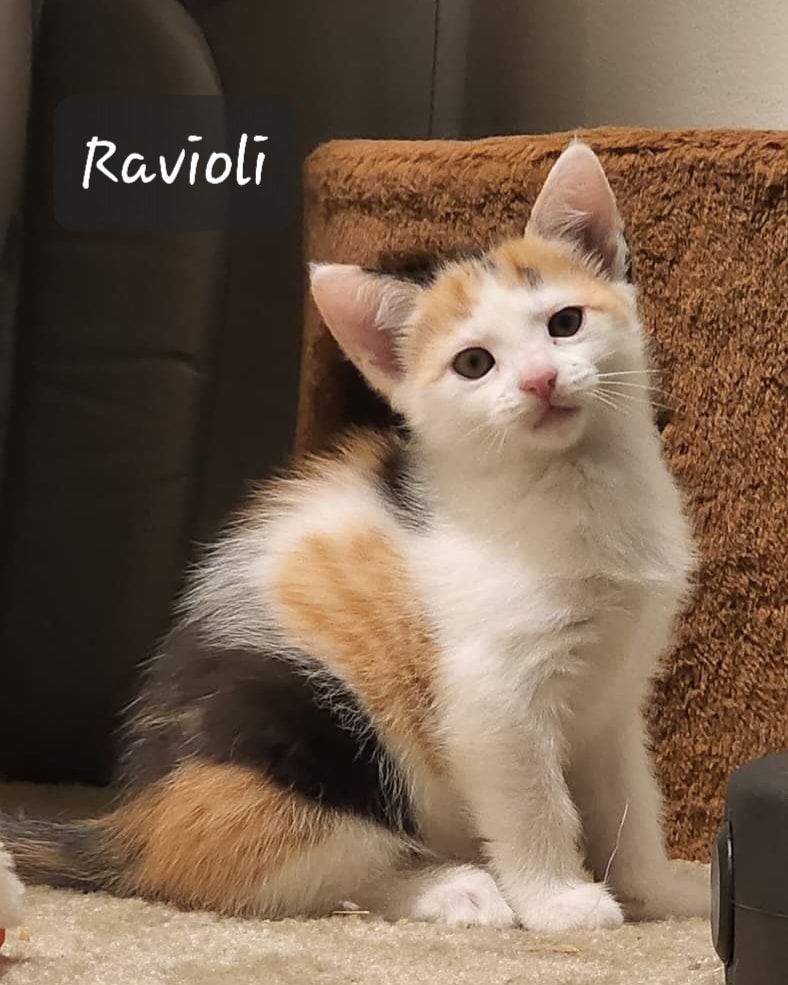 Ravioli