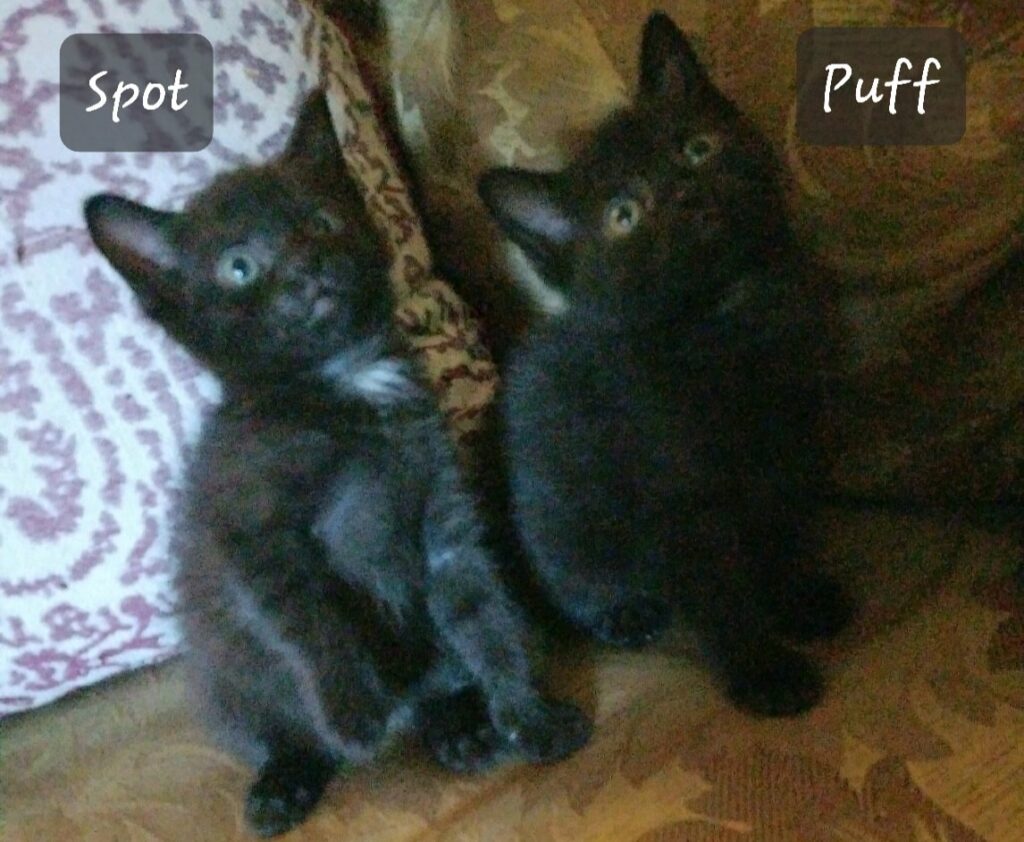 Spot Puff 1024x842