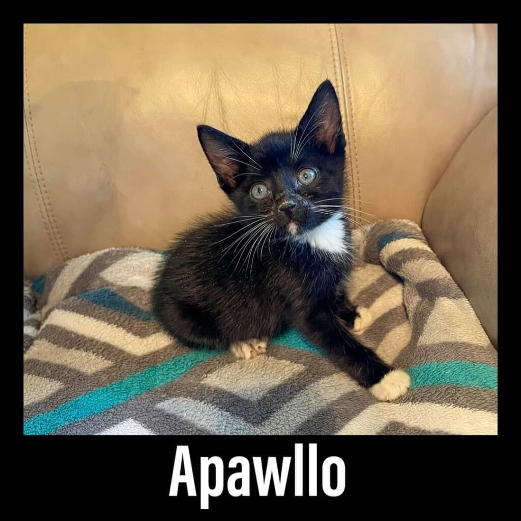 Apawllo Apawllo 1024x1024