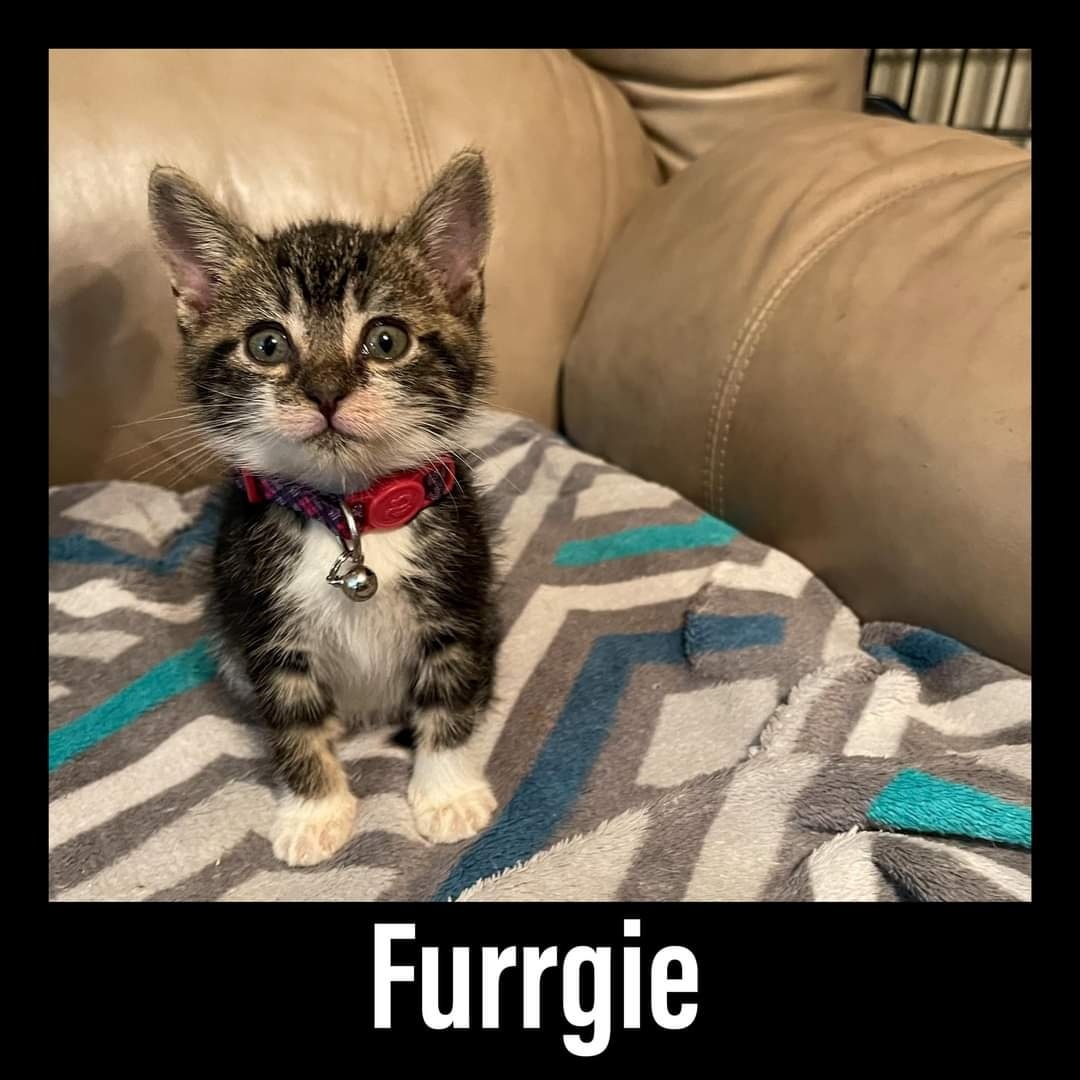 Furrgie