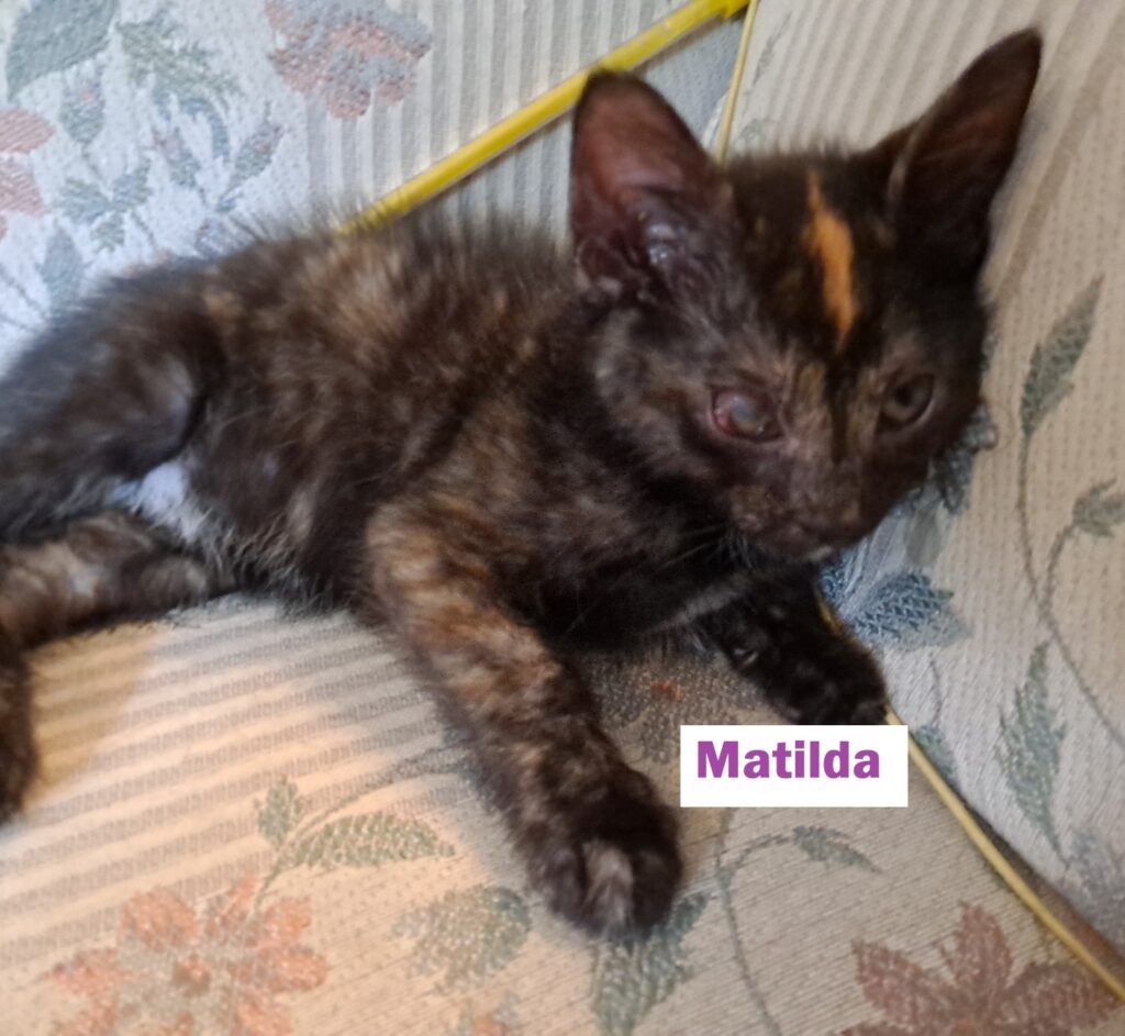 Matilda 1024x943