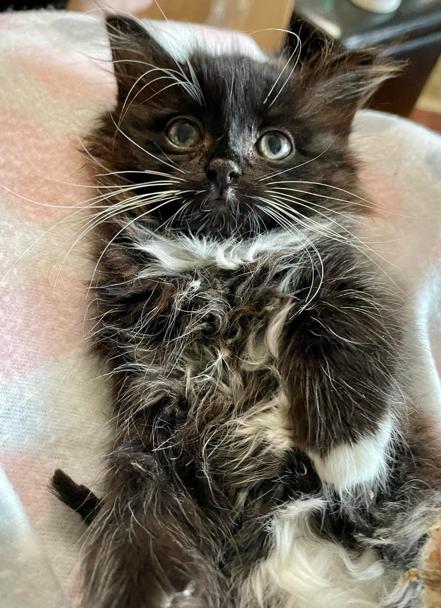 Mocha