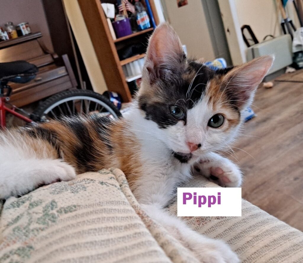 Pippi 1024x889
