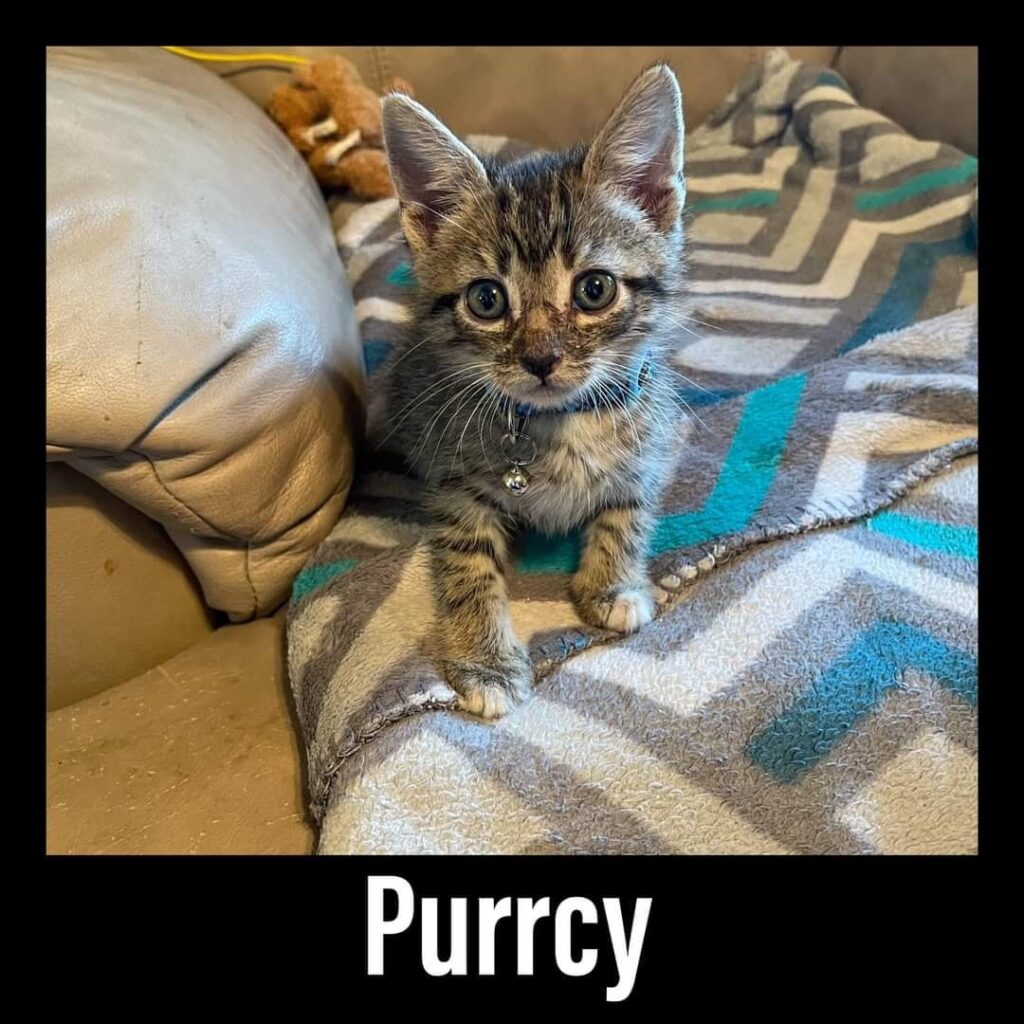Purrcy 1024x1024