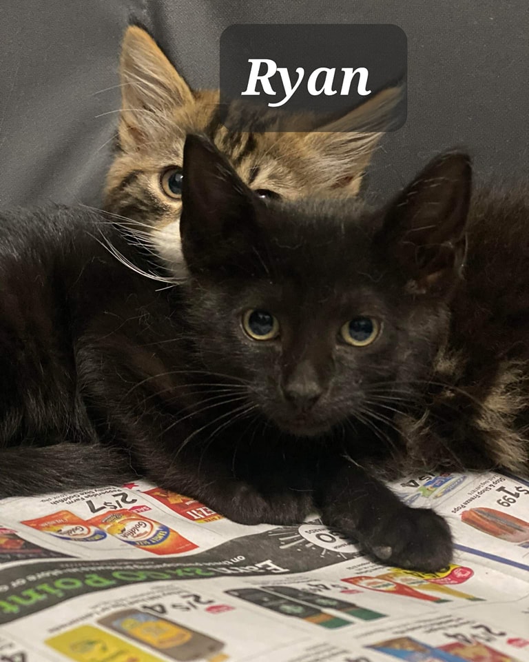 Ryan