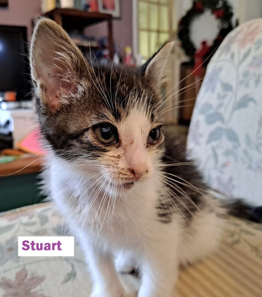 Stuart Stuart 906x1024