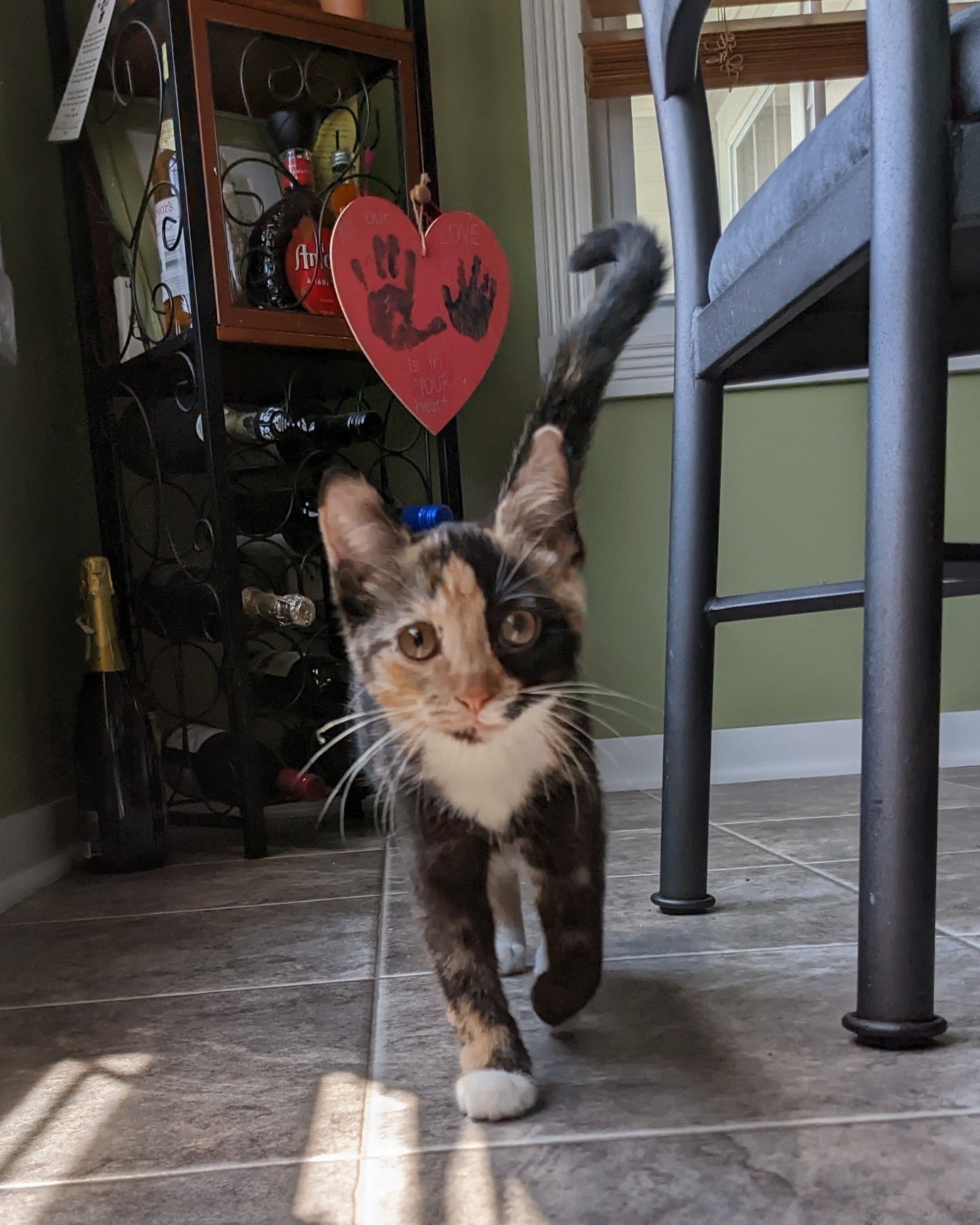 Tori