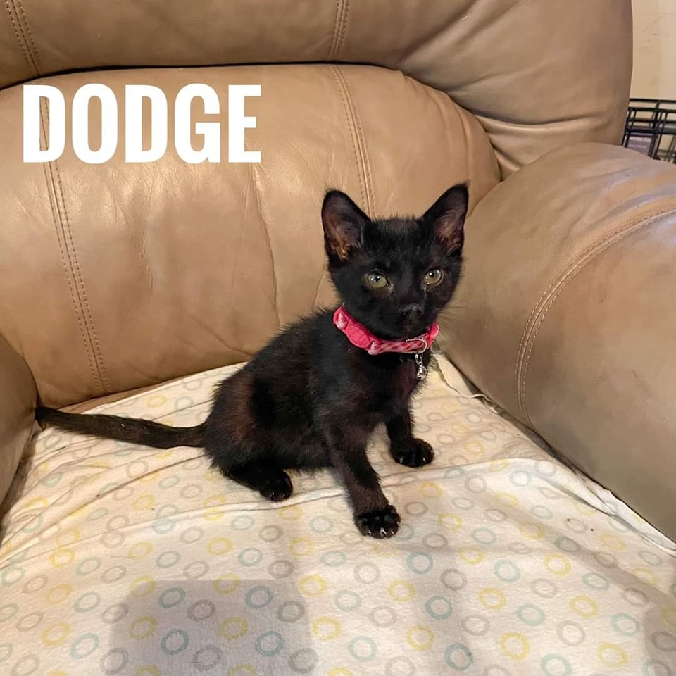 Dodge