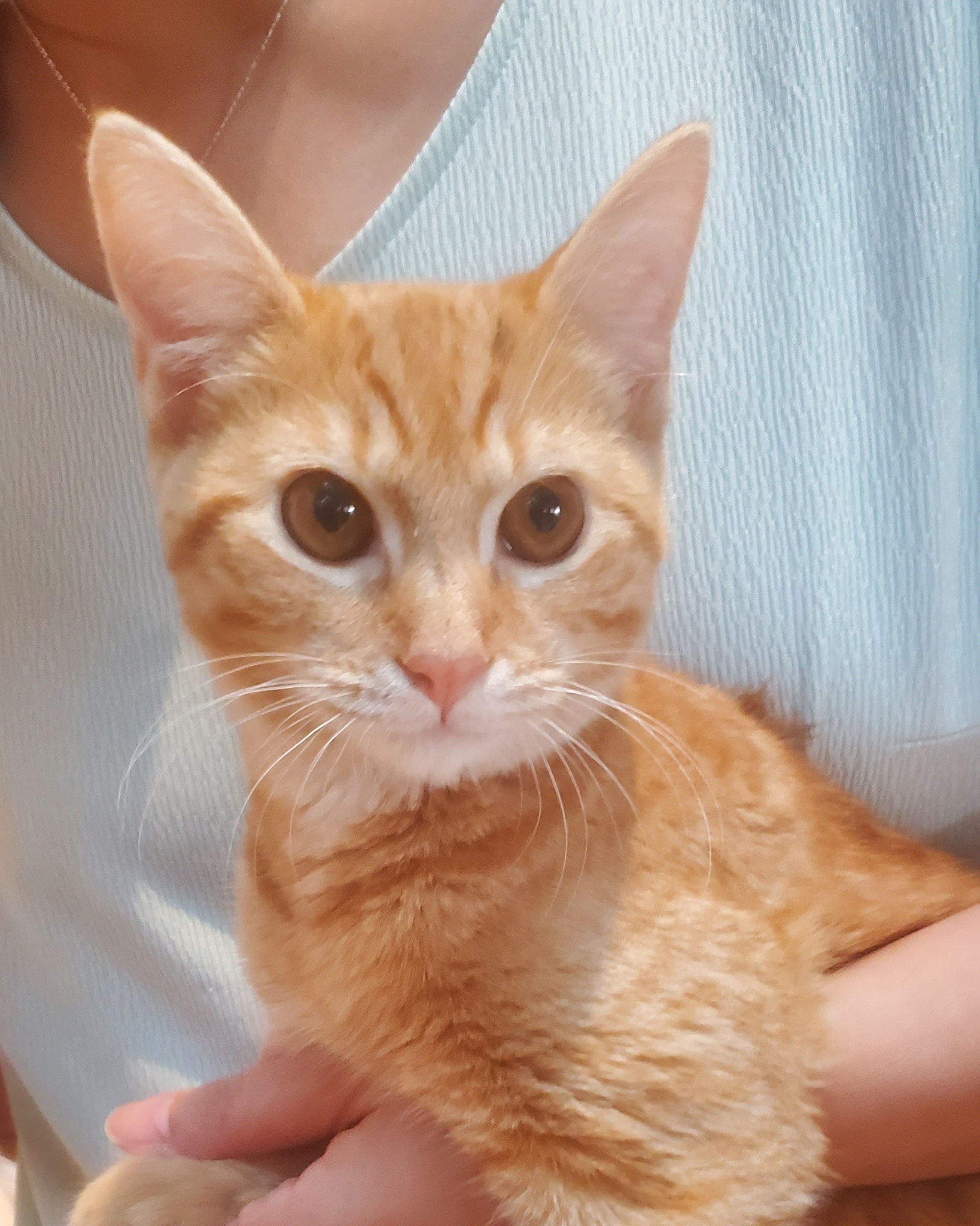 Penelope