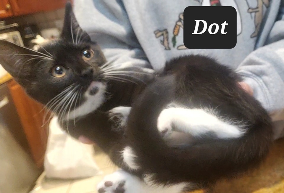 Dot