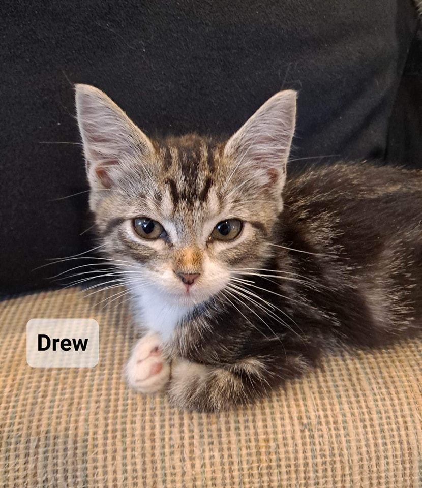 Drew