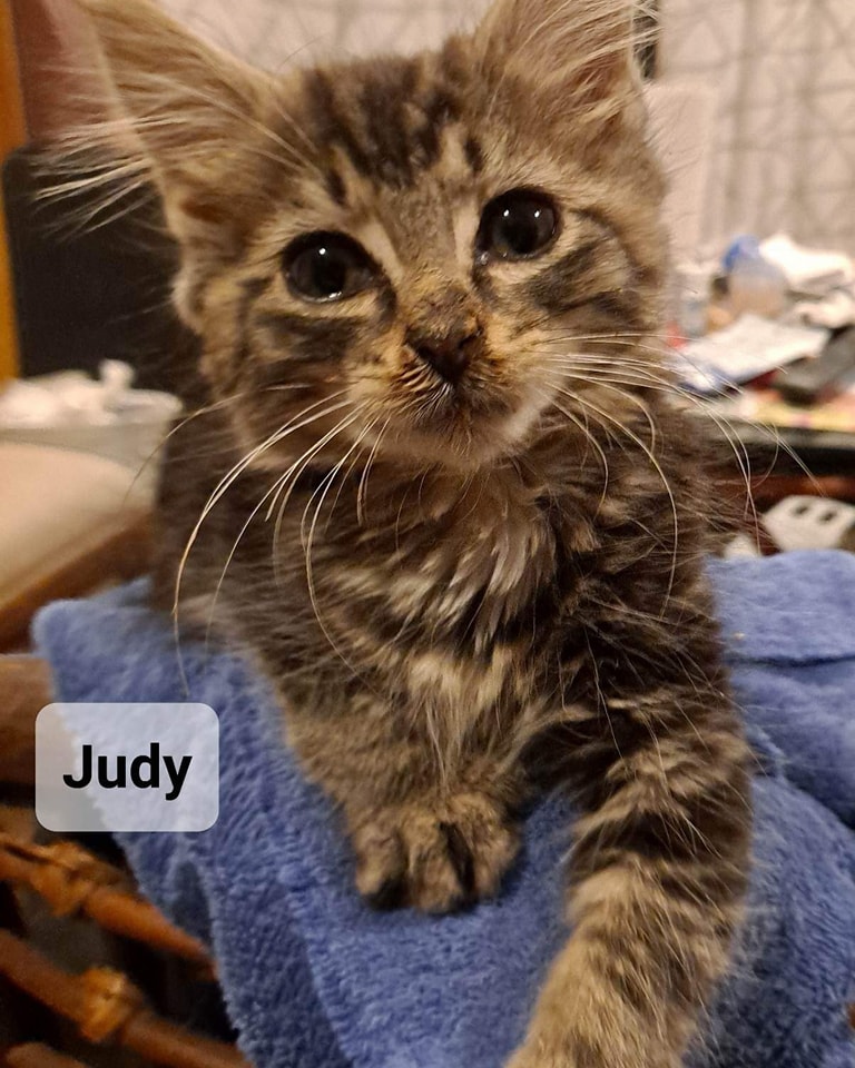 Judy