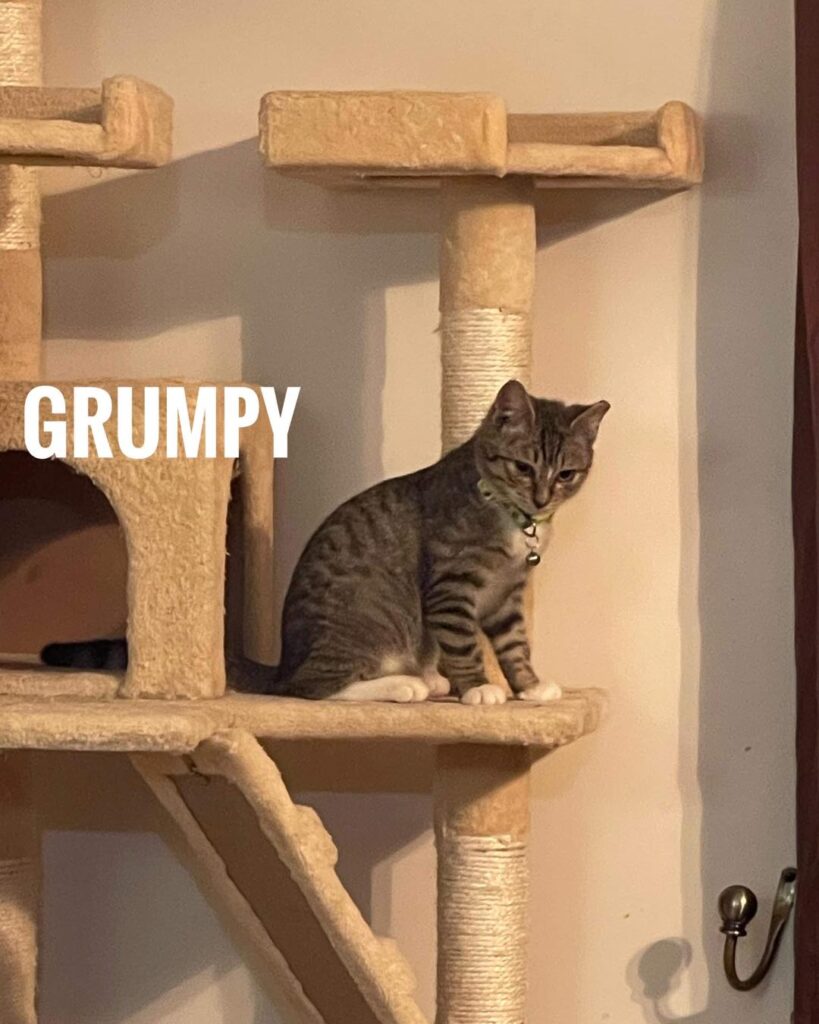 Grumpy 819x1024