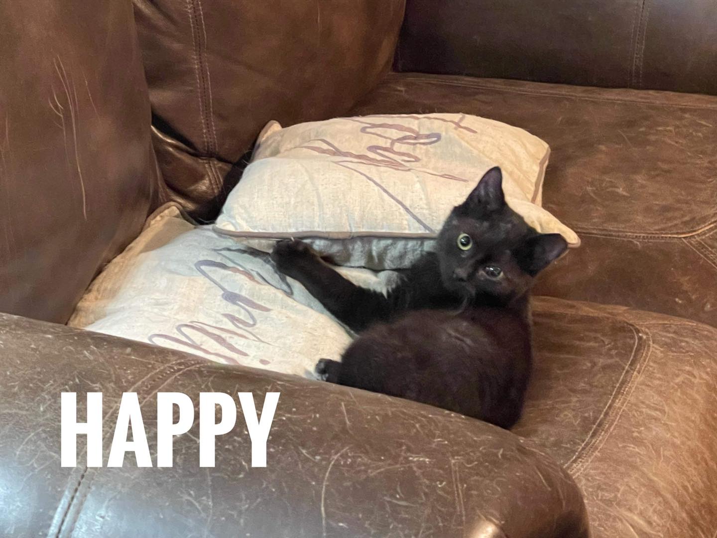 Happy