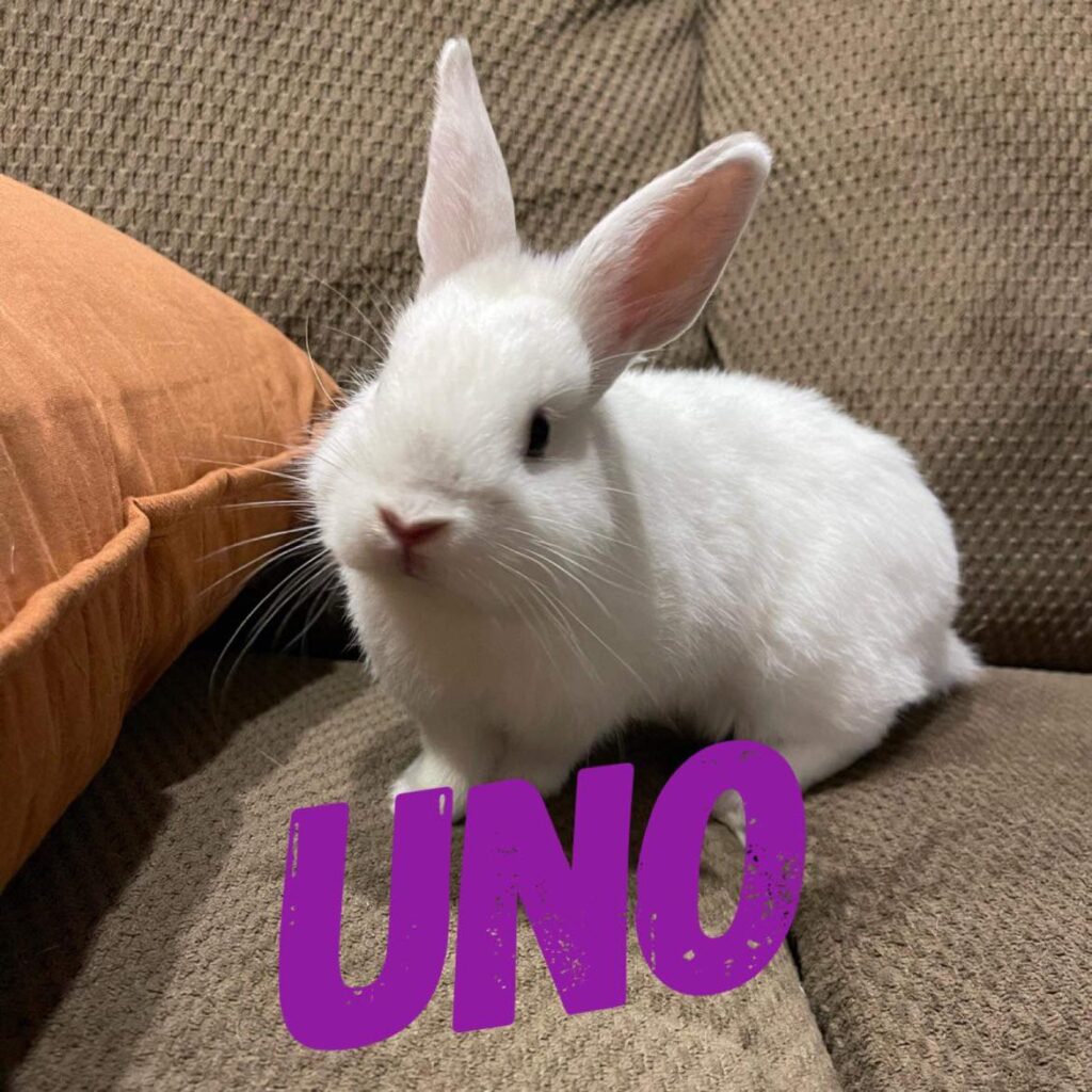 Uno 1024x1024