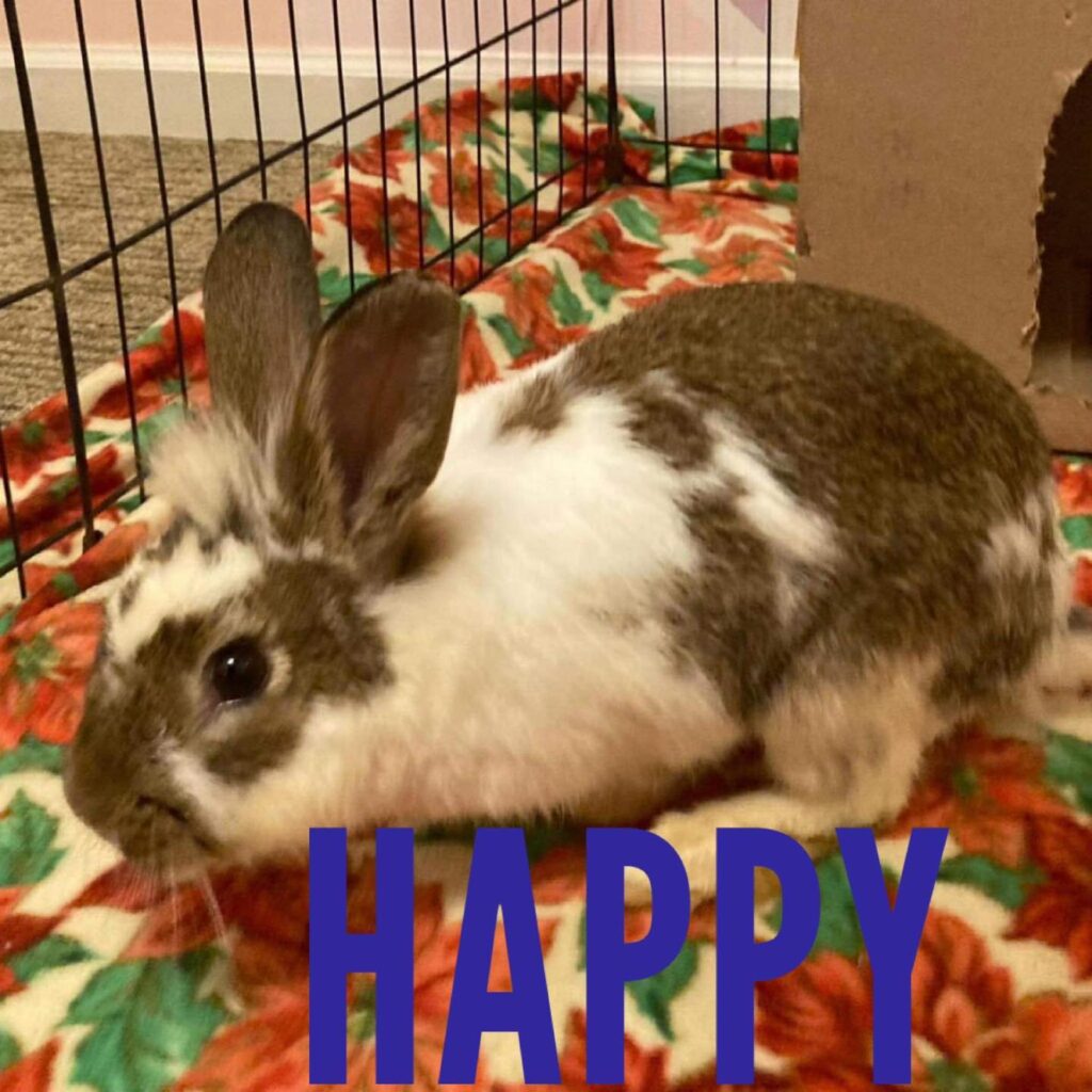 Happy 1024x1024