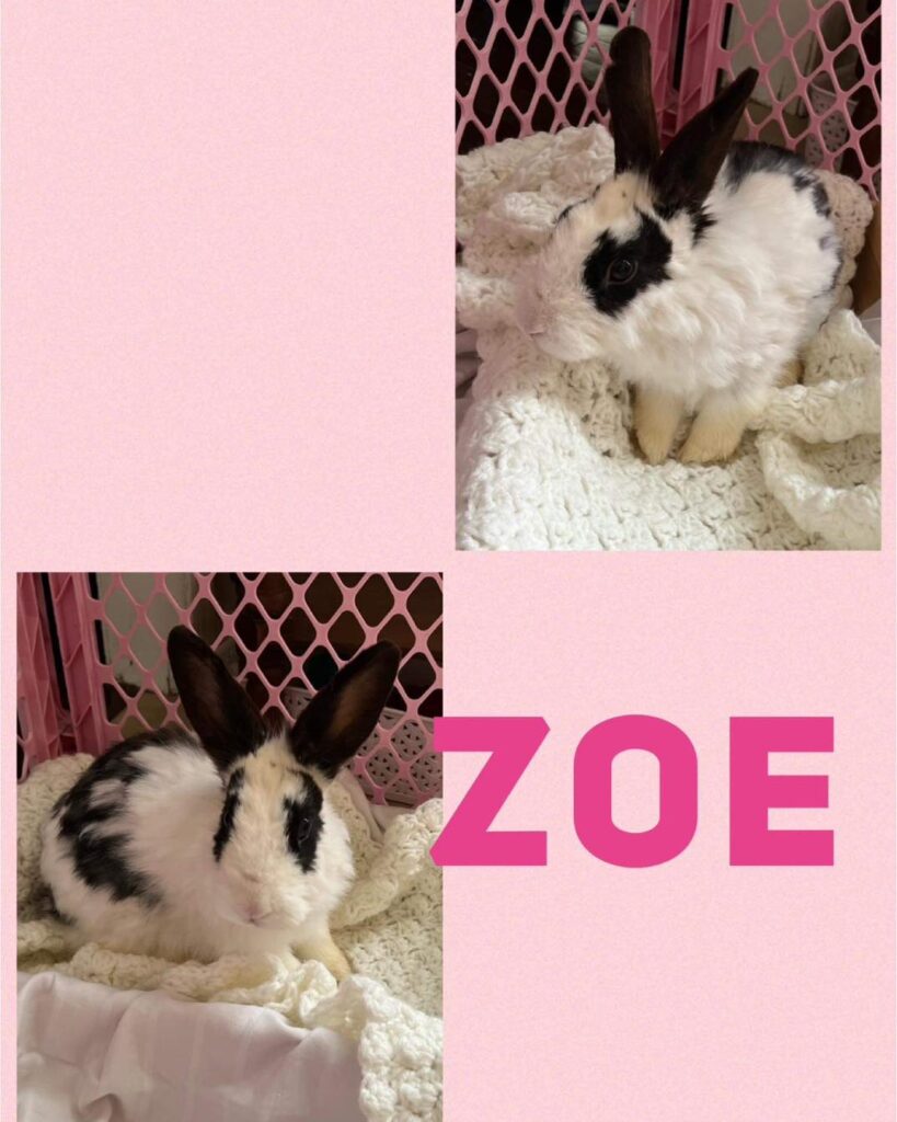 Zoe 819x1024