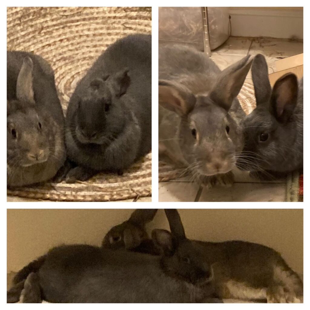 Cocoa and Velvet Cocoa Velvet Bunnies 1024x1024