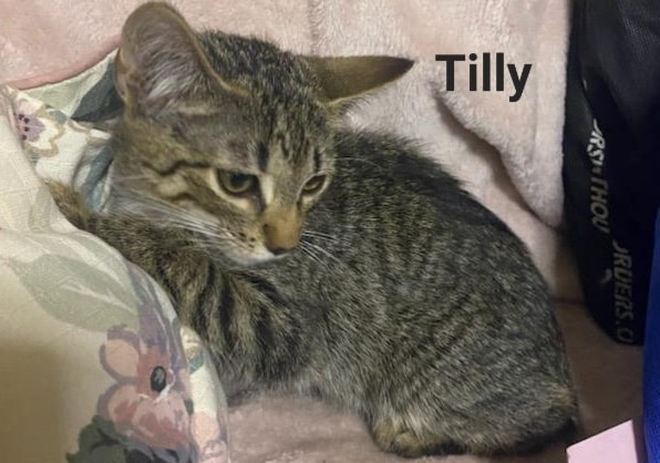 Tilly